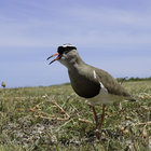 Bird Watching in Bredasdorp